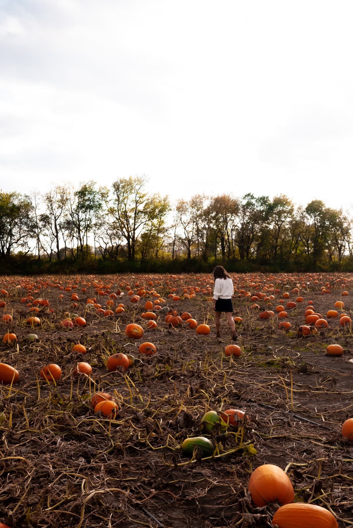 A Trip to the Pumpkin Patch