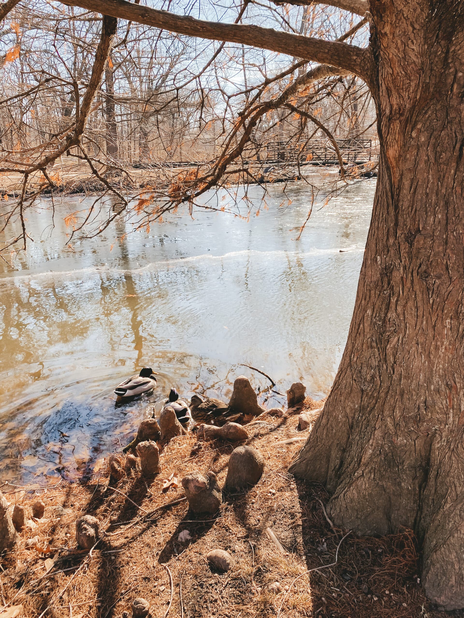 pond with ducks
