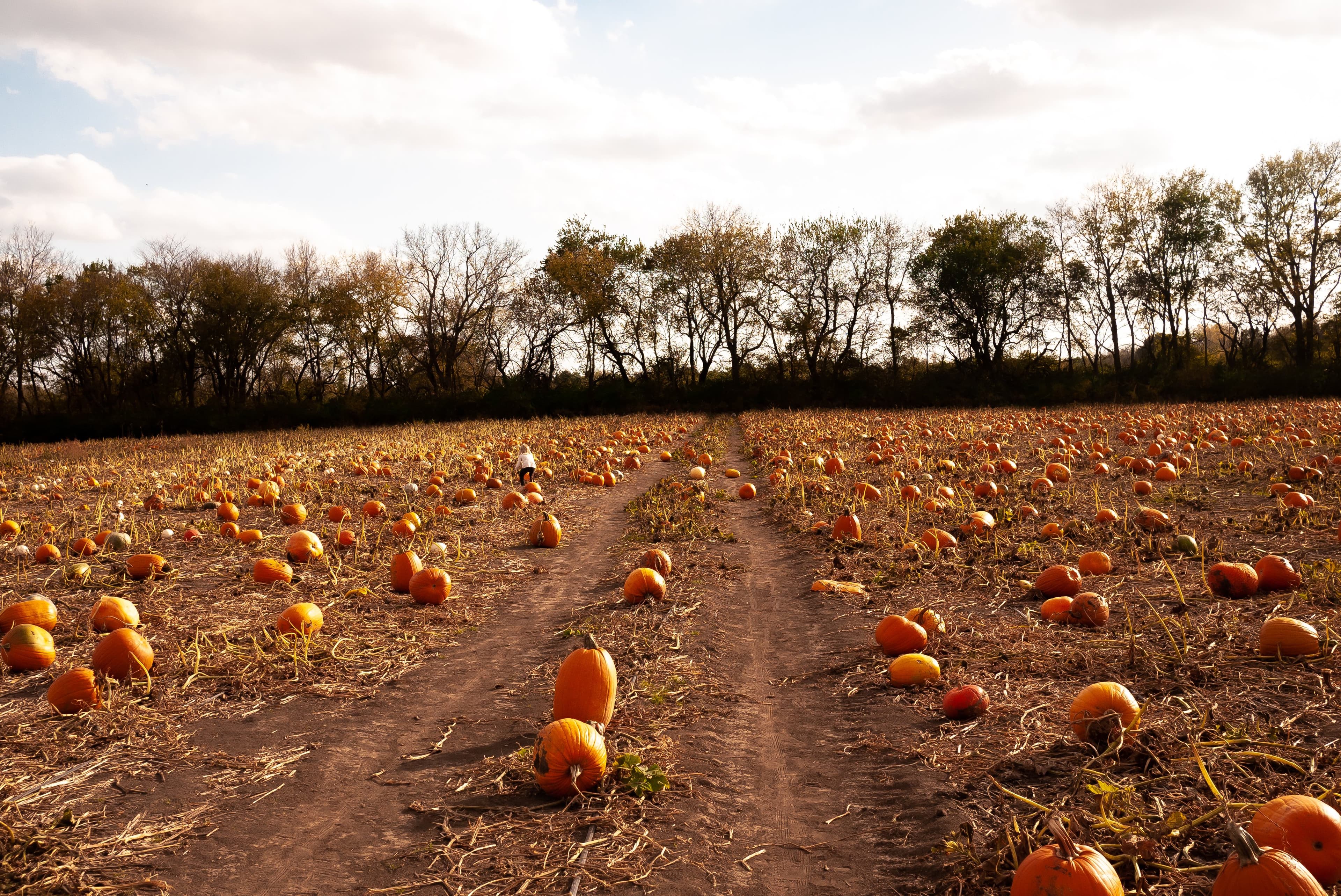 a pumpkin patch